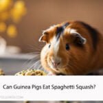 Can Guinea Pigs Eat Spaghetti Squash