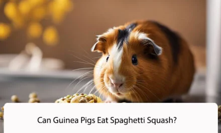 Can Guinea Pigs Eat Spaghetti Squash?