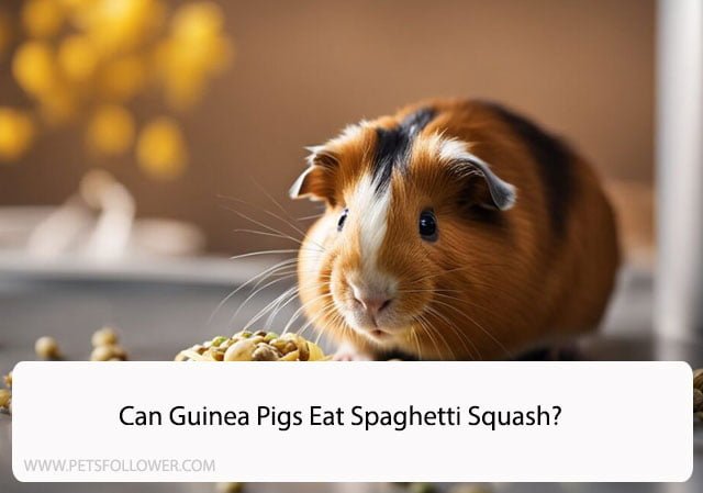 Can Guinea Pigs Eat Spaghetti Squash?