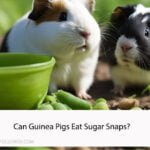 Can Guinea Pigs Eat Sugar Snaps