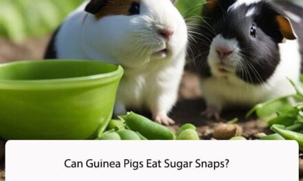 Can Guinea Pigs Eat Sugar Snaps?