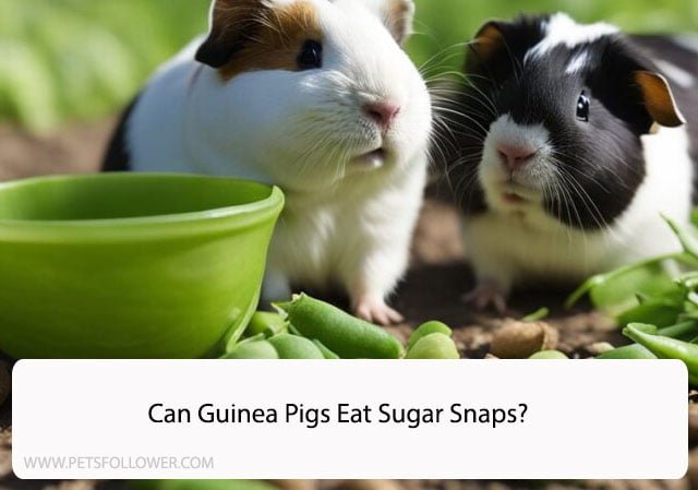 Can Guinea Pigs Eat Sugar Snaps?
