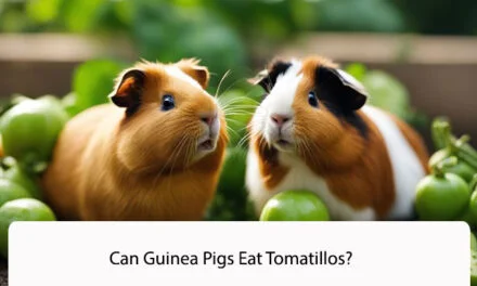 Can Guinea Pigs Eat Tomatillos?