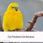 Can Parakeets Eat Bananas