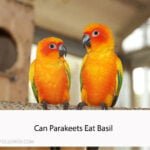 Can Parakeets Eat Basil