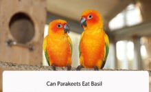 Can Parakeets Eat Basil
