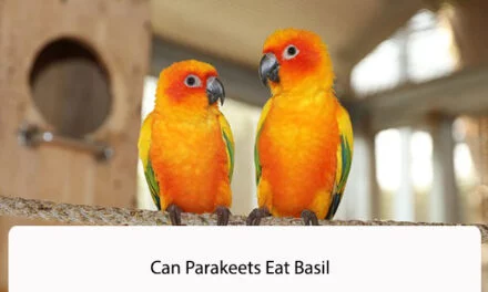 Can Parakeets Eat Basil