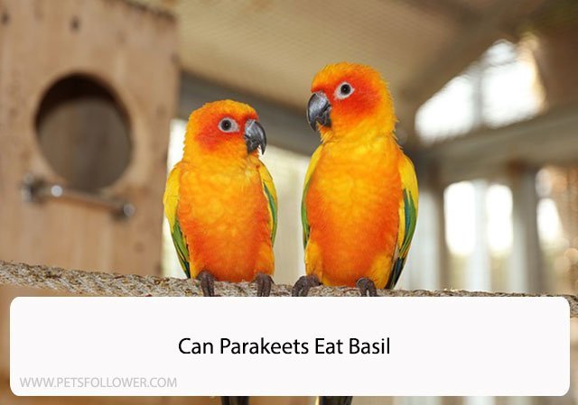 Can Parakeets Eat Basil