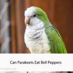 Can Parakeets Eat Bell Peppers