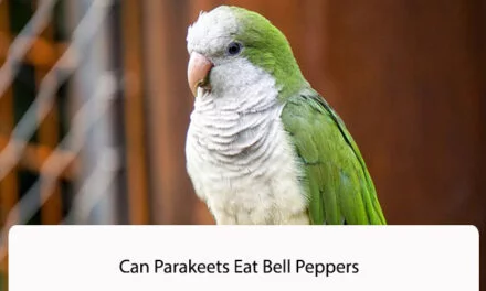Can Parakeets Eat Bell Peppers