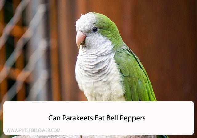 Can Parakeets Eat Bell Peppers