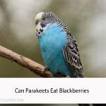 Can Parakeets Eat Blackberries