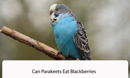 Can Parakeets Eat Blackberries