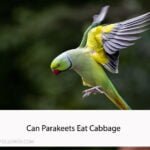 Can Parakeets Eat Cabbage