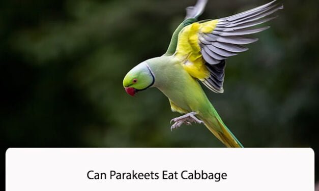Can Parakeets Eat Cabbage