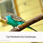 Can Parakeets Eat Cantaloupe