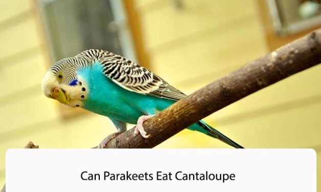 Can Parakeets Eat Cantaloupe