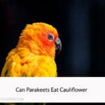 Can Parakeets Eat Cauliflower