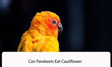 Can Parakeets Eat Cauliflower