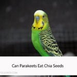 Can Parakeets Eat Chia Seeds