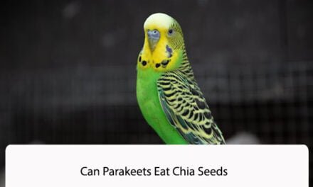 Can Parakeets Eat Chia Seeds