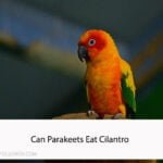 Can Parakeets Eat Cilantro