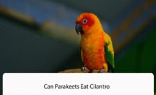 Can Parakeets Eat Cilantro
