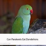 Can Parakeets Eat Dandelions