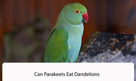 Can Parakeets Eat Dandelions