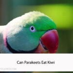 Can Parakeets Eat Kiwi