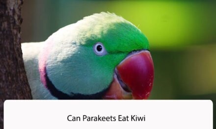 Can Parakeets Eat Kiwi