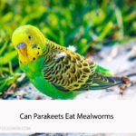 Can Parakeets Eat Mealworms
