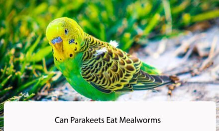 Can Parakeets Eat Mealworms