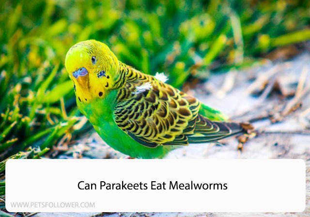 Can Parakeets Eat Mealworms