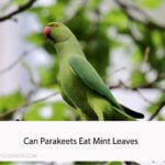 Can Parakeets Eat Mint Leaves