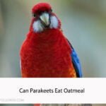 Can Parakeets Eat Oatmeal