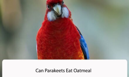 Can Parakeets Eat Oatmeal