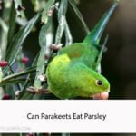 Can Parakeets Eat Parsley
