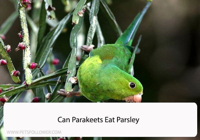 Can Parakeets Eat Parsley
