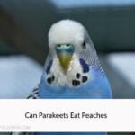 Can Parakeets Eat Peaches
