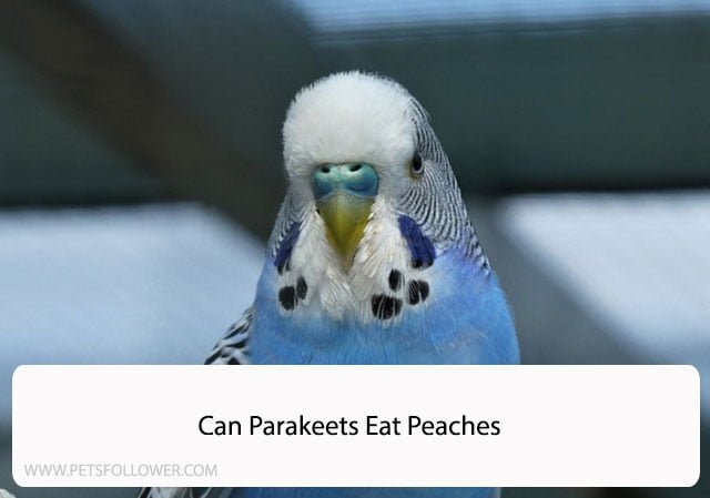 Can Parakeets Eat Peaches