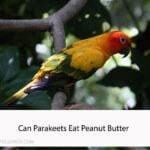 Can Parakeets Eat Peanut Butter
