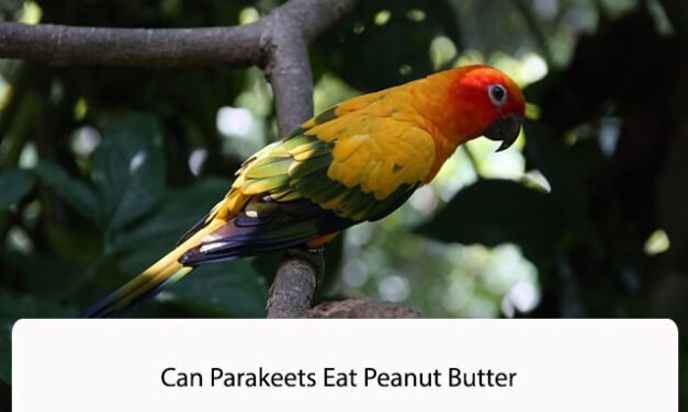 Can Parakeets Eat Peanut Butter