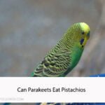 Can Parakeets Eat Pistachios