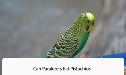 Can Parakeets Eat Pistachios