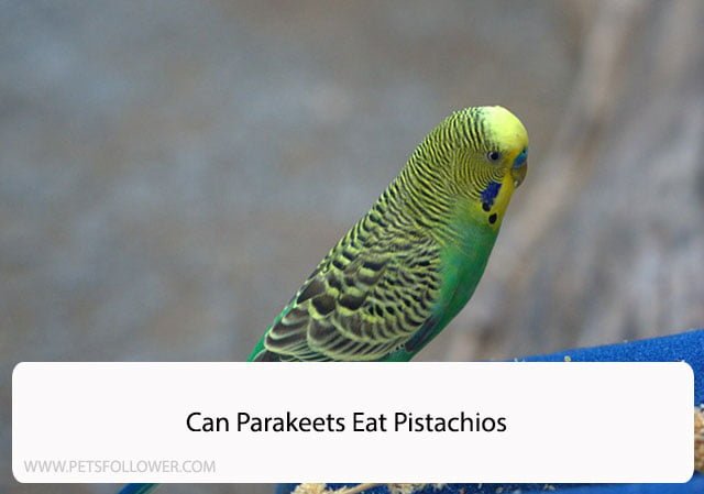 Can Parakeets Eat Pistachios