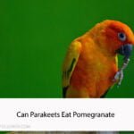 Can Parakeets Eat Pomegranate