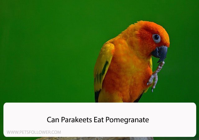Can Parakeets Eat Pomegranate