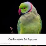Can Parakeets Eat Popcorn