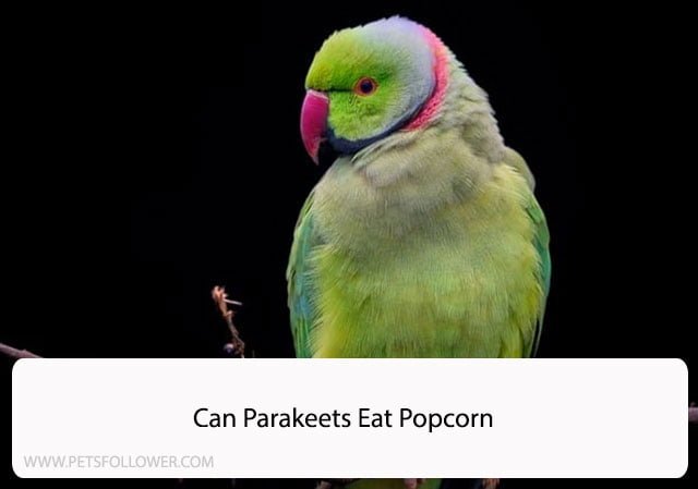 Can Parakeets Eat Popcorn
